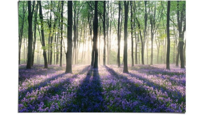 reinders poster blauwklokjes in het bos 1 stuk paars 1