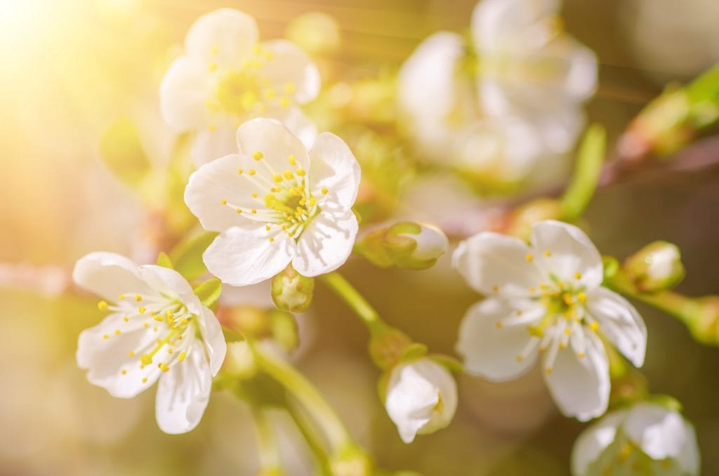 Cherry plum rechtenvrij
