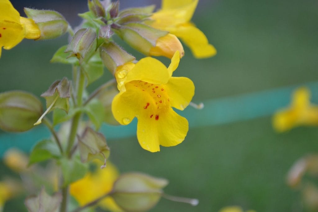 Mimulus rechtenvrij 1