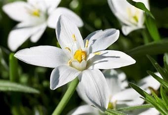 Star of Bethlehem 1 Star of Bethlehem 1
